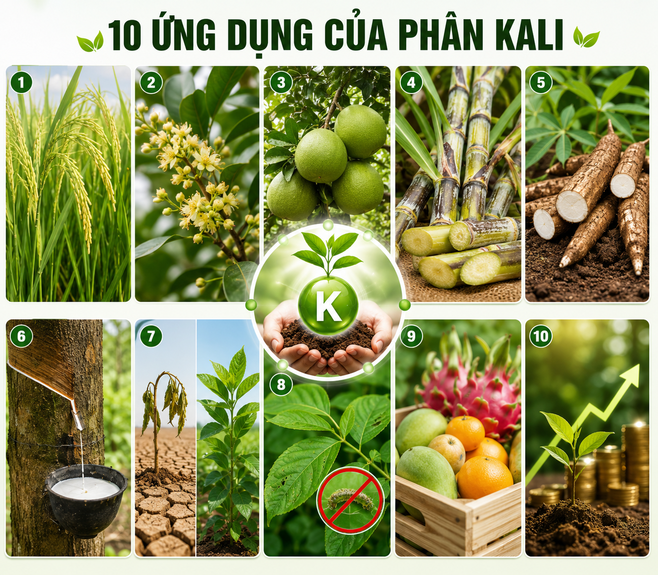 10 ứng dụng của phân kali