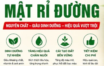 Công dụng mật rỉ đường