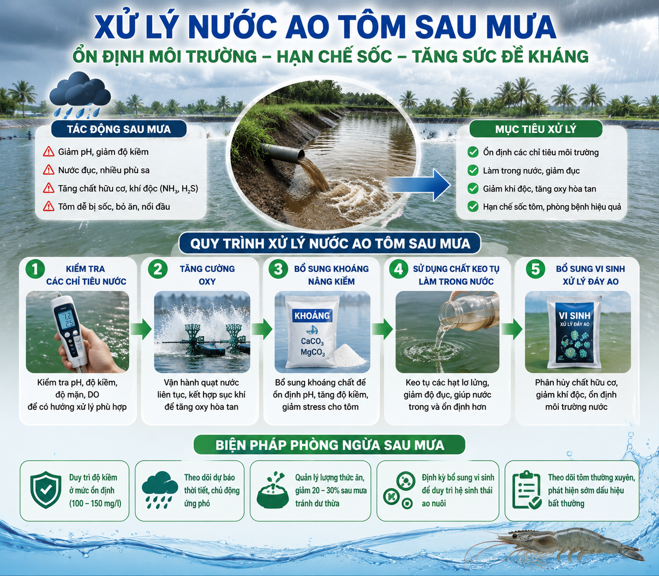 XỬ LÝ NƯỚC AO TÔM SAU MƯA