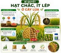 B&Iacute; QUYẾT HẠT CHẮC, &Iacute;T L&Eacute;P Ở C&Acirc;Y L&Uacute;A