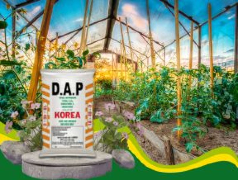 Đ&aacute;nh Gi&aacute; Ph&acirc;n DAP: C&oacute; Phải L&agrave; Lựa Chọn Tốt Nhất Cho Vườn C&acirc;y Của Bạn?