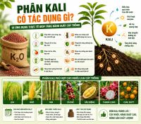 Ph&acirc;n Kali C&oacute; T&aacute;c Dụng G&igrave;? 10 Ứng Dụng Thực Tế