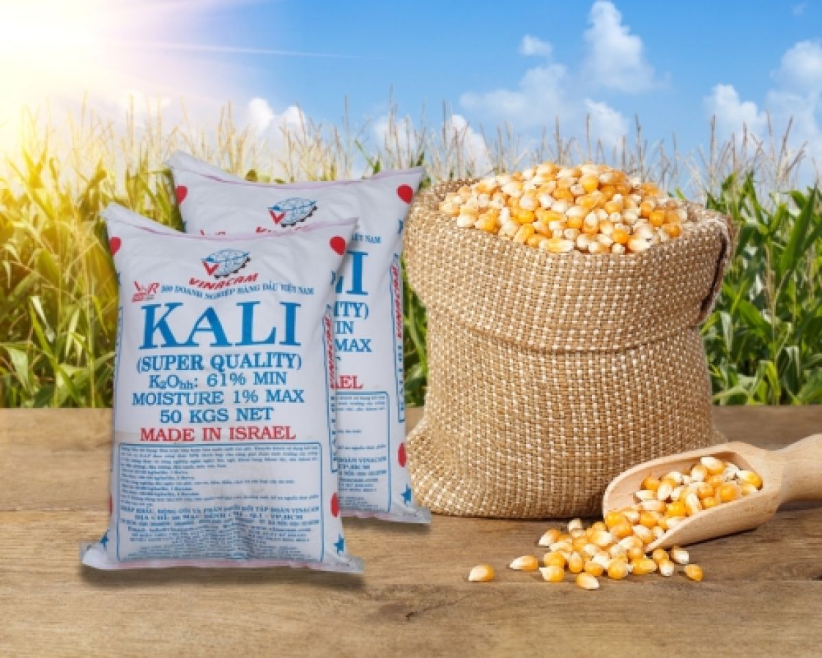 Ph&acirc;n Kali l&agrave; g&igrave;? Vai tr&ograve;, ph&acirc;n loại v&agrave; c&aacute;ch sử dụng hiệu quả trong n&ocirc;ng nghiệp