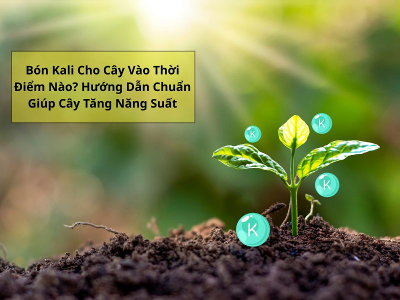 B&oacute;n Kali Cho C&acirc;y V&agrave;o Thời Điểm N&agrave;o? Hướng Dẫn Chuẩn Gi&uacute;p C&acirc;y Tăng Năng Suất