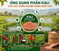 Ứng Dụng Ph&acirc;n Kali Cho C&acirc;y C&ocirc;ng Nghiệp Năng Suất Cao