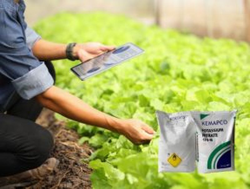 Hiểu R&otilde; Hơn Về Ph&acirc;n B&oacute;n Potassium Sulphate K2SO4 V&agrave; Ứng Dụng Của N&oacute;