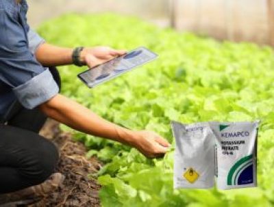 Hiểu Rõ Hơn Về Phân Bón Potassium Sulphate K2SO4 Và Ứng Dụng Của Nó