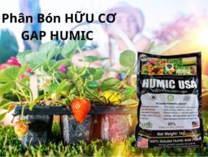 Cải Thiện Chất Lượng Đất V&agrave; C&acirc;y Trồng Nhờ Ph&acirc;n B&oacute;n HỮU CƠ GAP HUMIC