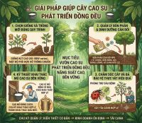 GIẢI PH&Aacute;P GI&Uacute;P C&Acirc;Y CAO SU PH&Aacute;T TRIỂN ĐỒNG ĐỀU