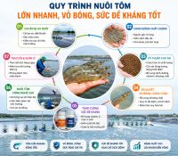 Quy Tr&igrave;nh T&ocirc;m Lớn Nhanh, Vỏ B&oacute;ng, Sức Đề Kh&aacute;ng Tốt
