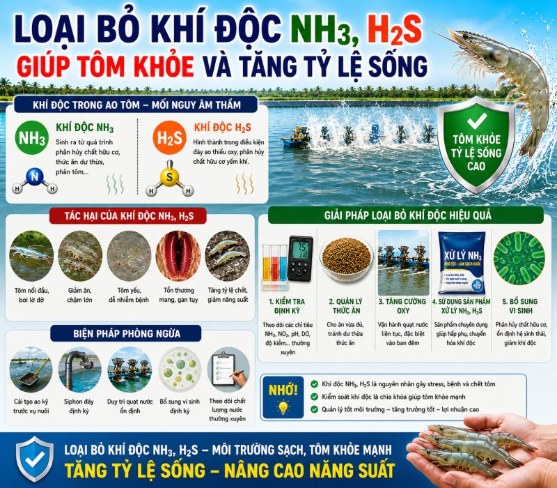 Loại Bỏ Kh&iacute; Độc NH3, H2S Gi&uacute;p T&ocirc;m Khỏe V&agrave; Tăng Tỷ Lệ Sống