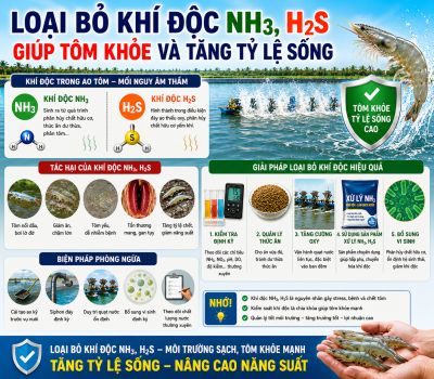 Loại Bỏ Kh&iacute; Độc NH3, H2S Gi&uacute;p T&ocirc;m Khỏe V&agrave; Tăng Tỷ Lệ Sống