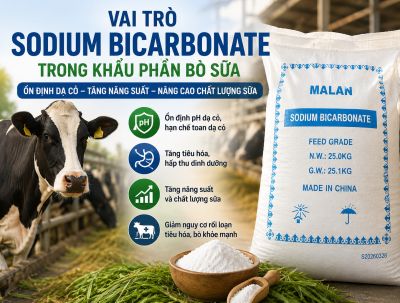 Vai Tr&ograve; Của Sodium Bicarbonate Trong Khẩu Phần B&ograve; Sữa: Giải Ph&aacute;p Ổn Định Dạ Cỏ, N&acirc;ng Cao Năng Suất