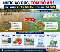 Nước Ao Đục, T&ocirc;m Bỏ Ăn? Giải Ph&aacute;p Xử L&yacute; Nhanh Chỉ Sau 24 Giờ